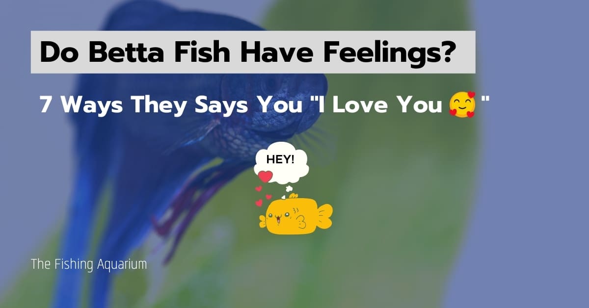Do Betta Fish Have Feelings