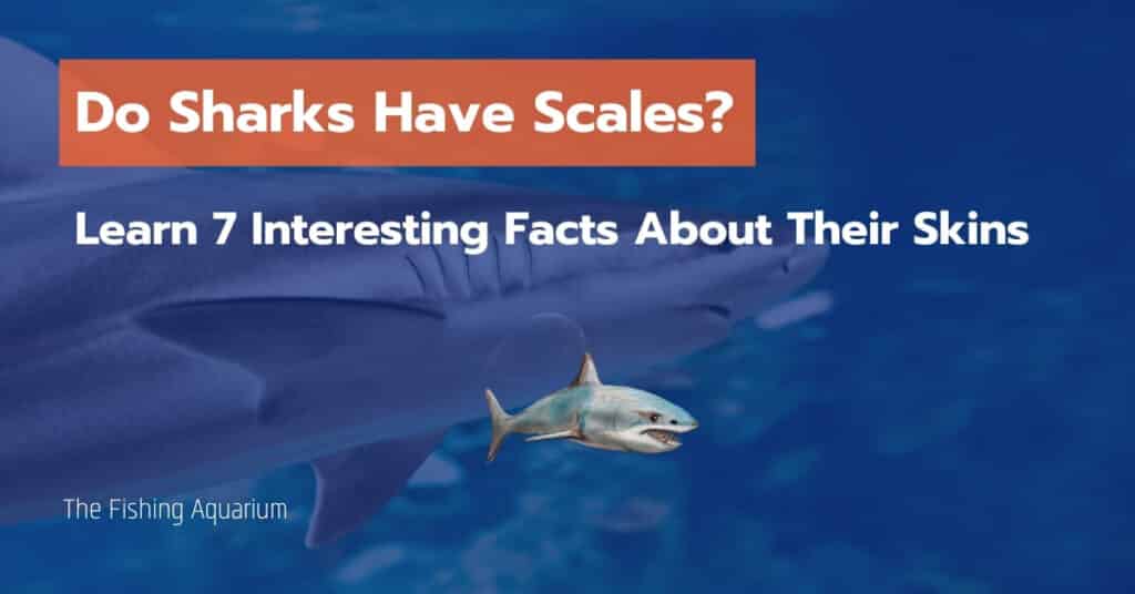 Do Sharks Have Scales