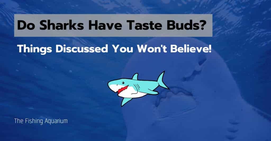 Do Sharks Have Taste Buds