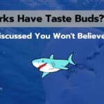 Do Sharks Have Taste Buds