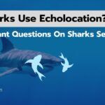 Do Sharks Use Echolocation