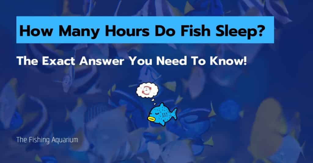 How Many Hours Do Fish Sleep