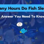 How Many Hours Do Fish Sleep? Here Is The Exact Answer!
