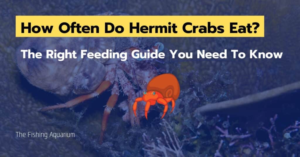 How Often Do Hermit Crabs Eat
