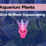 7 Pink Aquarium Plants That Will Make Your Tank Beautiful