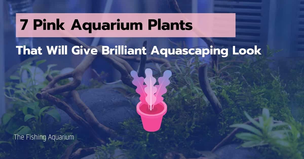 Pink Aquarium Plants