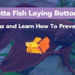 Sick Betta Fish Laying Bottom [6 Reasons and How To Prevent]