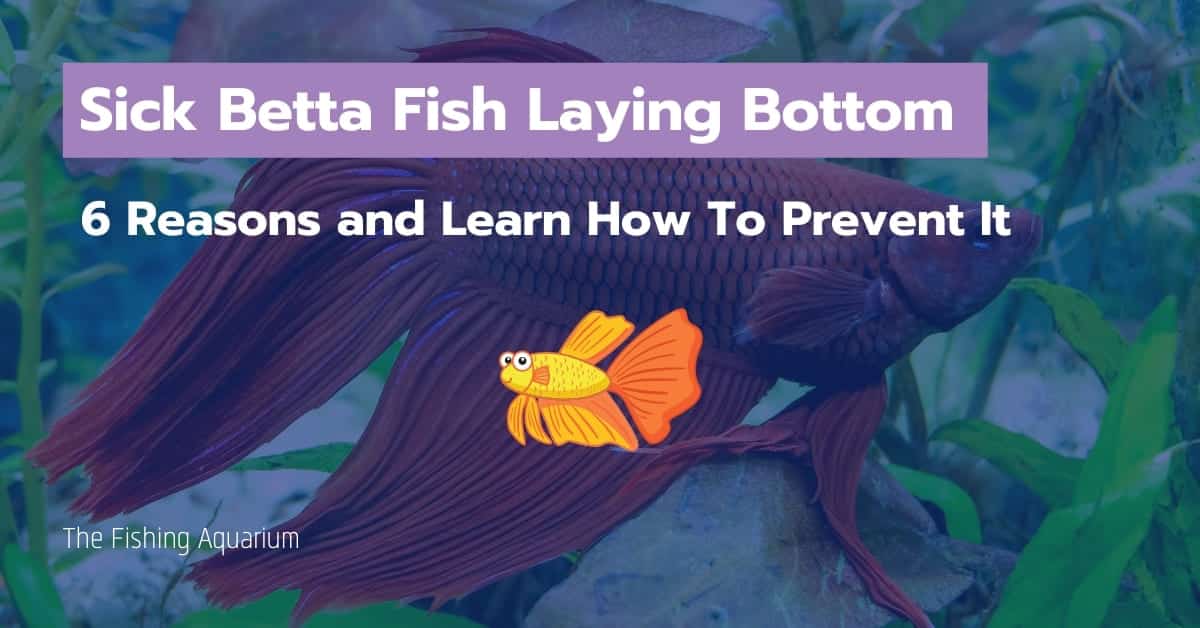 sick betta fish laying bottom