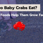 What Do Baby Crabs Eat? These 8+ Foods Help Them Grow