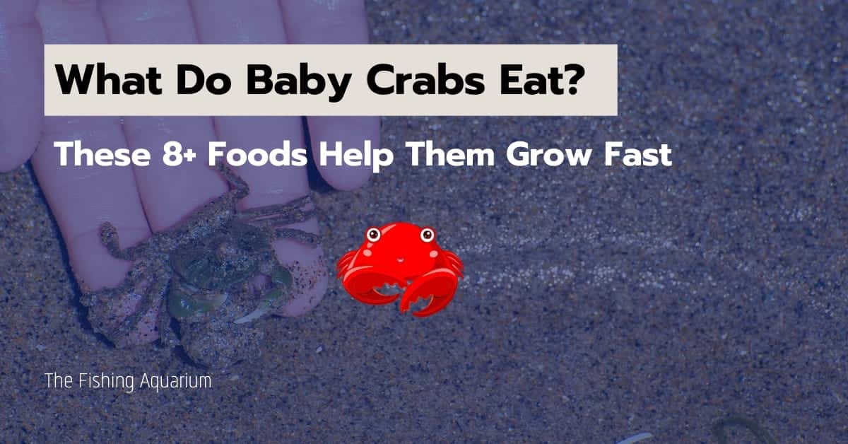 What Do Baby Crabs Eat