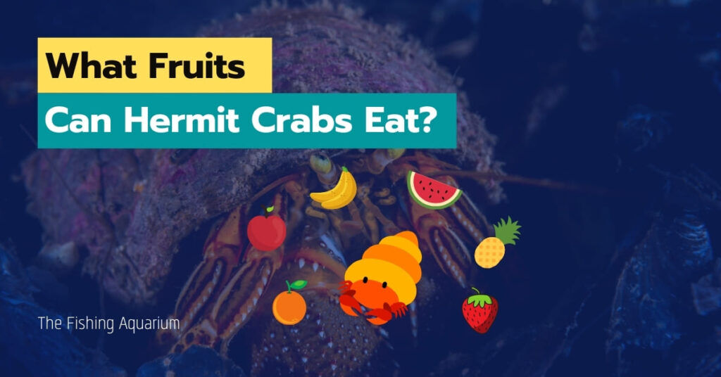 What Fruits Can Hermit Crabs Eat