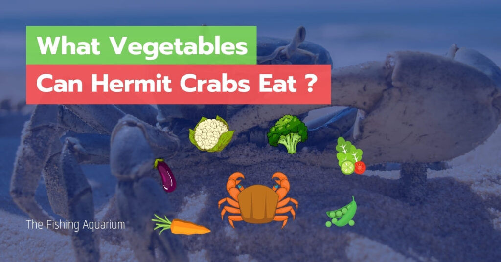 What Vegetables Can Hermit Crabs Eat