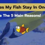 Why Does My Fish Stay In One Spot? [5 Main Reasons]