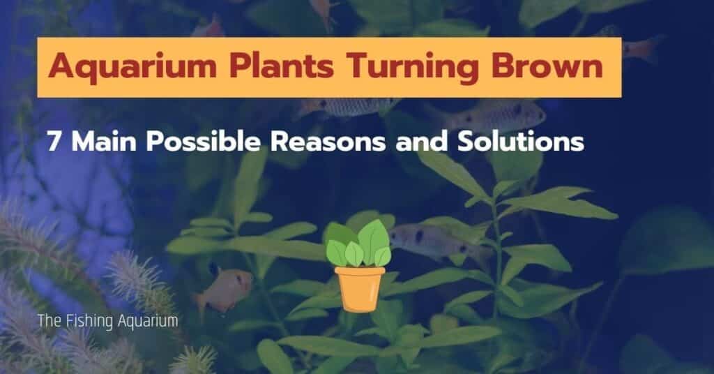 Aquarium Plants Turning Brown