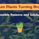 Aquarium Plants Turning Brown [7 Main Reasons and Solutions]
