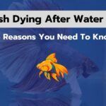 Betta Fish Dying After Water Change? [5 Possible Reasons]