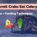 Can Hermit Crabs Eat Celery