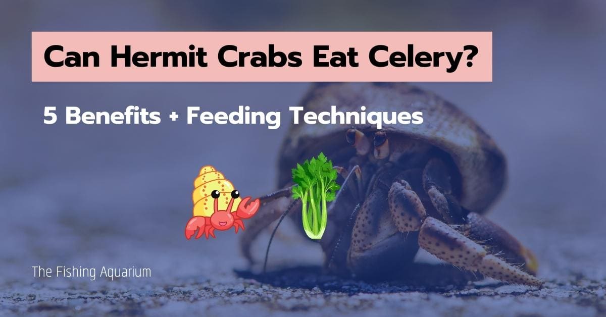 Can Hermit Crabs Eat Celery