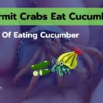 Can Hermit Crabs Eat Cucumber