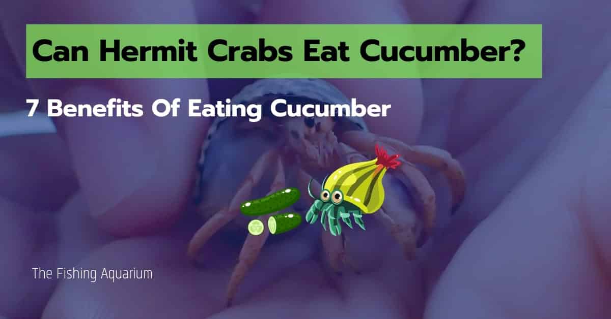 Can Hermit Crabs Eat Cucumber? 9 Benefits You Must Know!