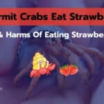 Can Hermit Crabs Eat Strawberries? 7 Amazing Benefits!