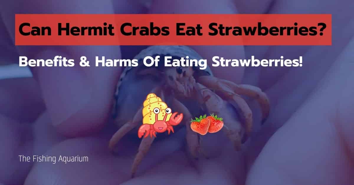 Can Hermit Crabs Eat Strawberries? 7 Amazing Benefits!