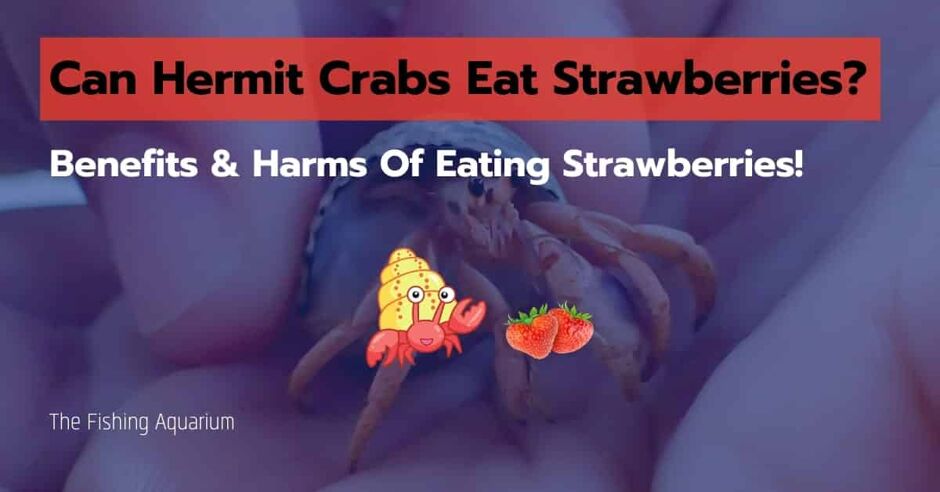 the-strawberry-hermit-crab-is-one-of-the-more-exotic-looking-of-the