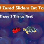 Can Red Eared Sliders Eat Tomatoes? Consider These 3 First!