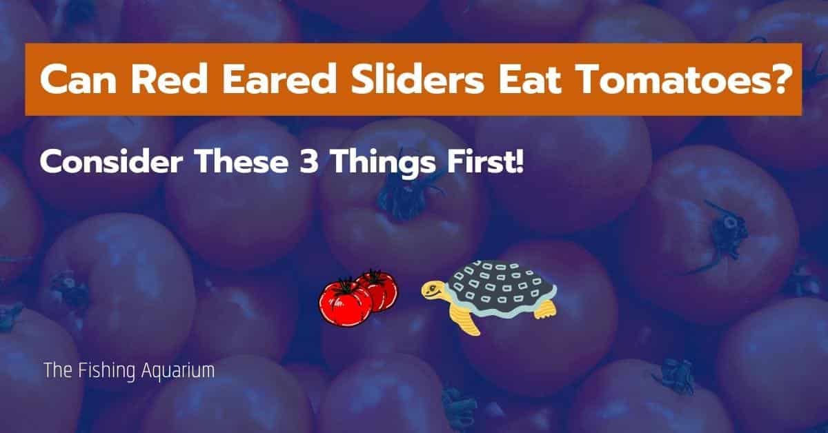 Will Red Eared Slider Turtles Eat Tomatoes? 2