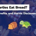 Can Turtles Eat Bread? [Both Benefits and Harms Discussed]