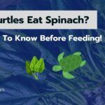 Can Turtles Eat Spinach? 4 Things To Know Before Feeding!