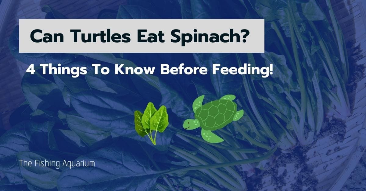 Can Turtles Eat Spinach