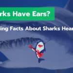 Do Sharks Have Ears