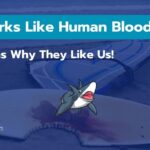 Do Sharks Like Human Blood? 5 Reasons Why They Like Us!