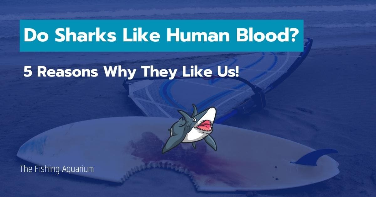 Do Sharks Like Human Blood