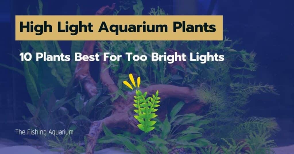 High Light Aquarium Plants