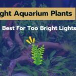 10 High Light Aquarium Plants [Best For Too Bright Lights]