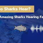 How Do Sharks Hear? [5 Amazing Sharks Hearing Facts]