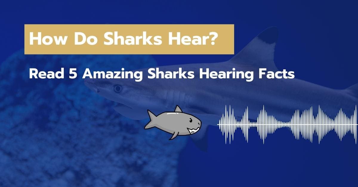 How Do Sharks Hear 5 Amazing Sharks Hearing Facts