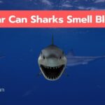 How Far Can Sharks Smell Blood? The Distance Is Surprising!