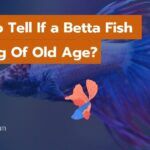 How To Tell If a Betta Fish Is Dying Of Old Age? [5 Signs]