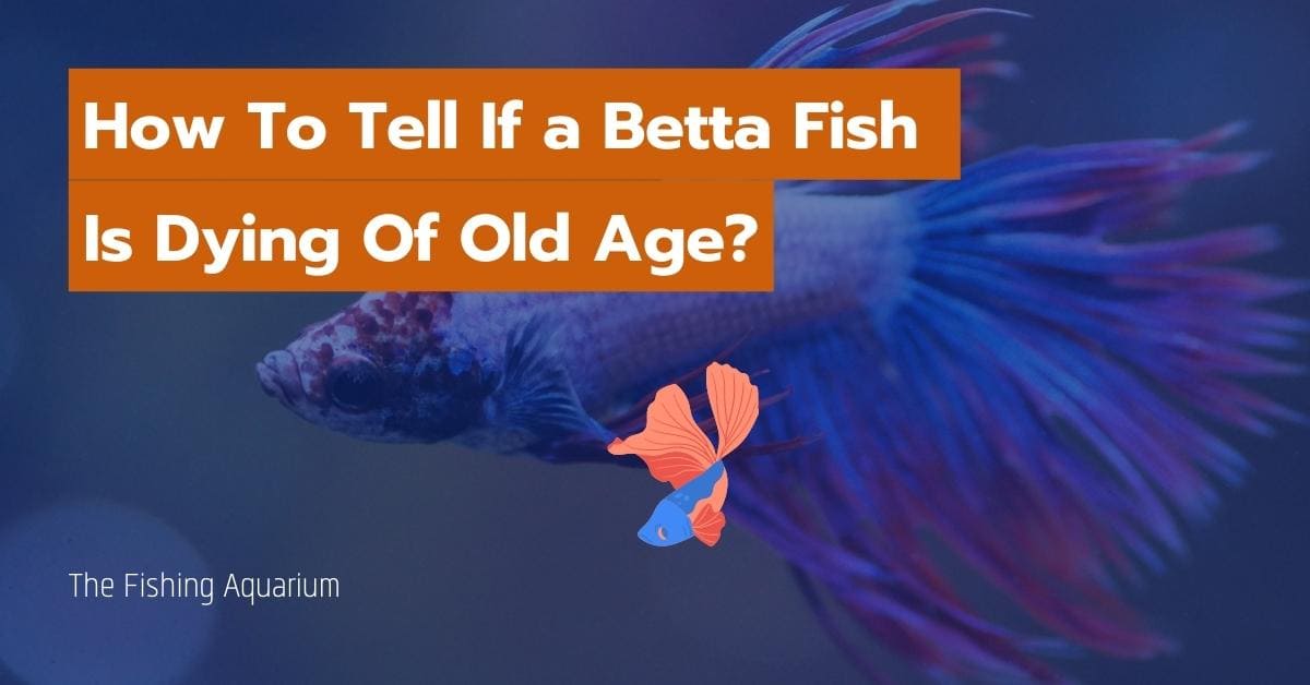 How To Tell If a Betta Fish Is Dying Of Old Age