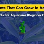 7 Land Plants That Can Grow In Aquarium [Beginner Friendly]