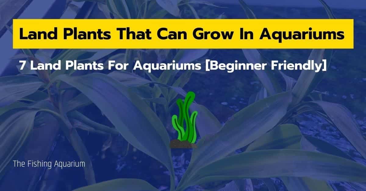 Land Plants That Can Grow In Aquarium
