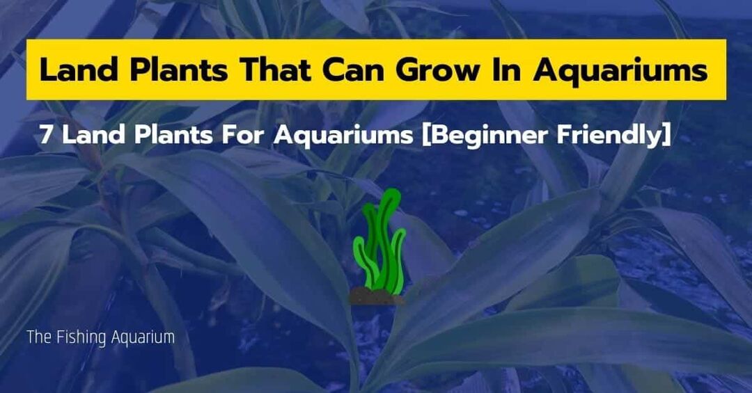 7-land-plants-that-can-grow-in-aquarium-beginner-friendly