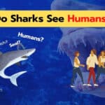What Do Sharks See Humans As