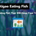 Black Algae Eating Fish