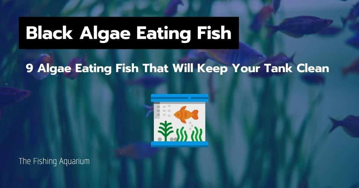 Black Algae Eating Fish