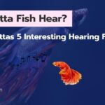 Can Betta Fish Hear