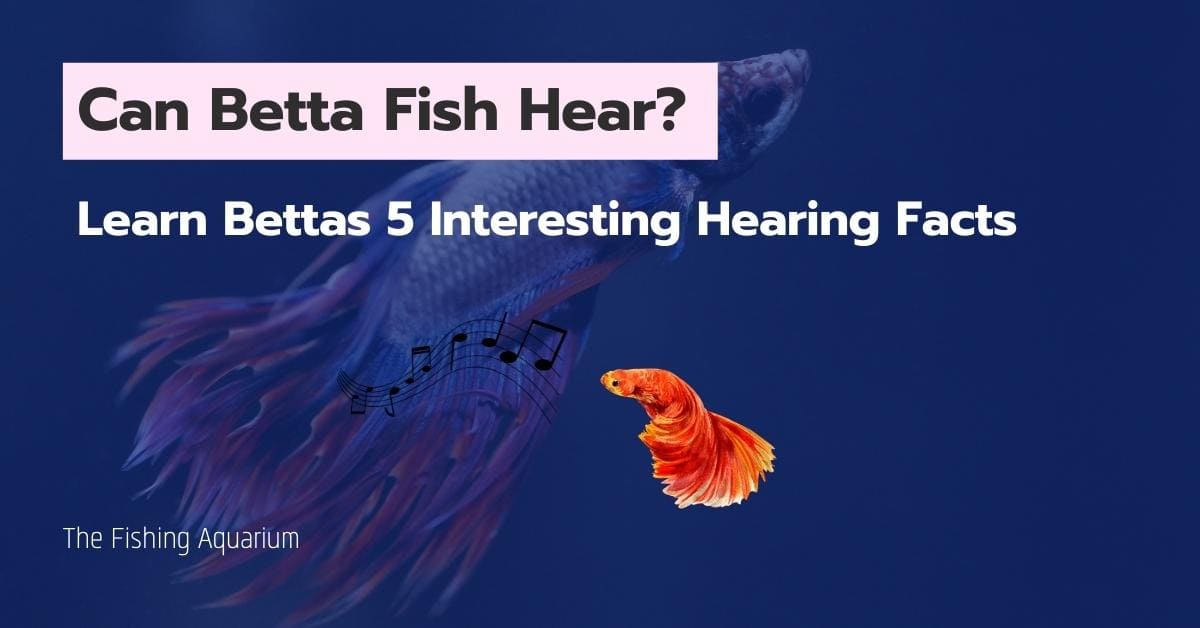 Can Betta Fish Hear